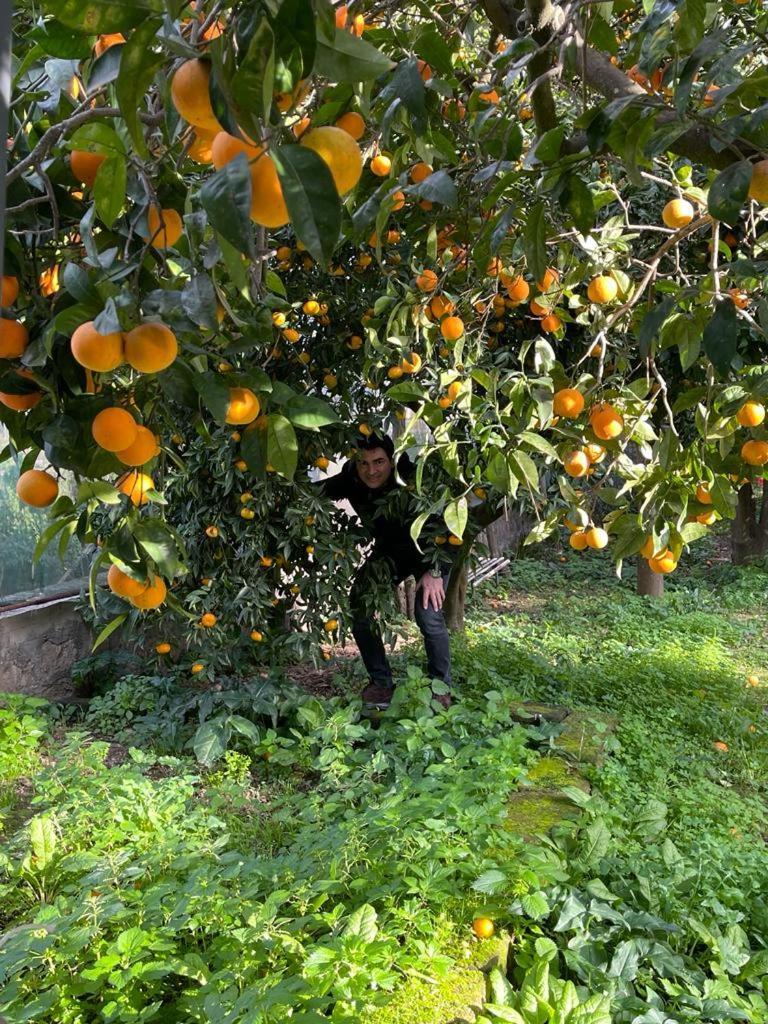 Casa Rosellina Sorrento别墅 外观 照片