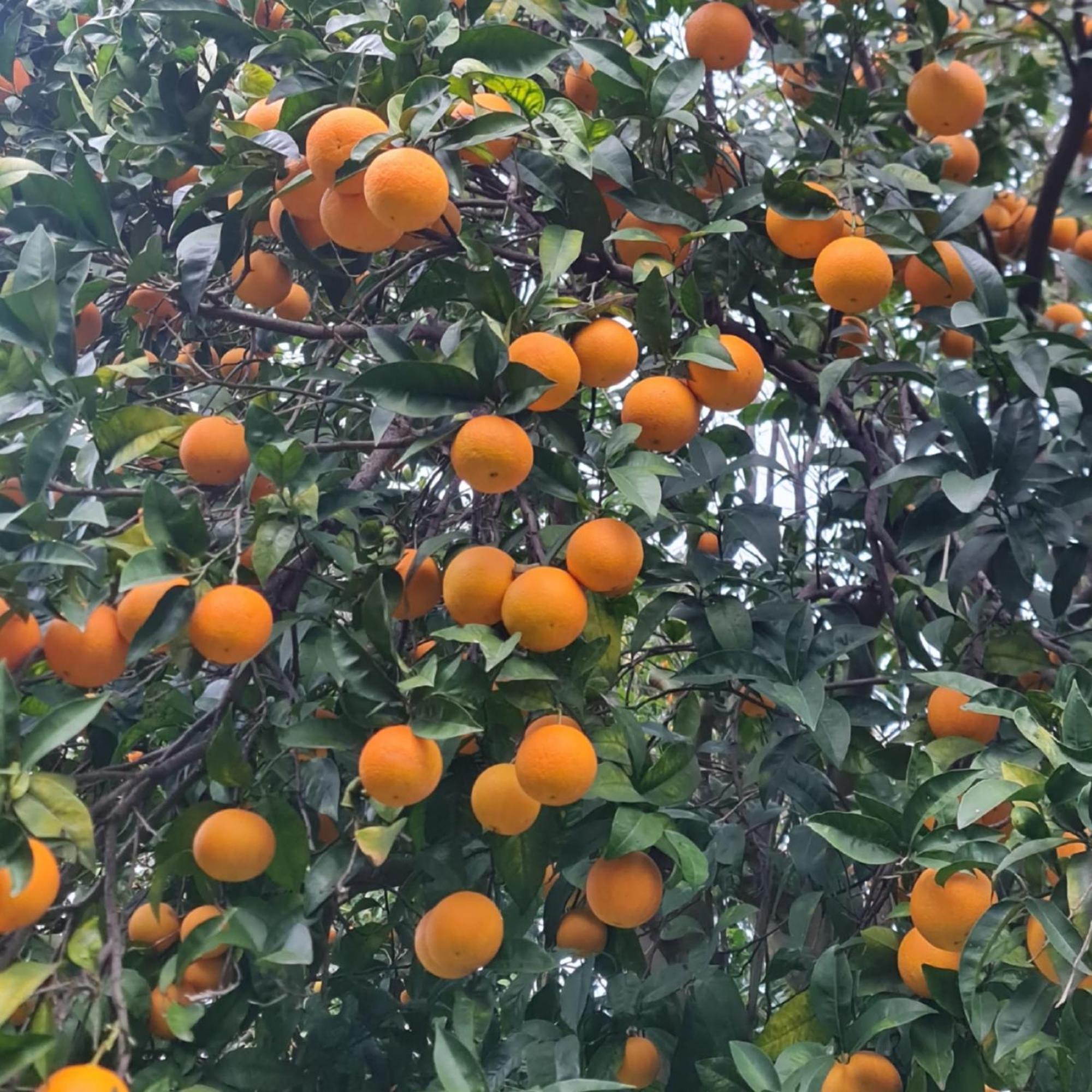 Casa Rosellina Sorrento别墅 外观 照片