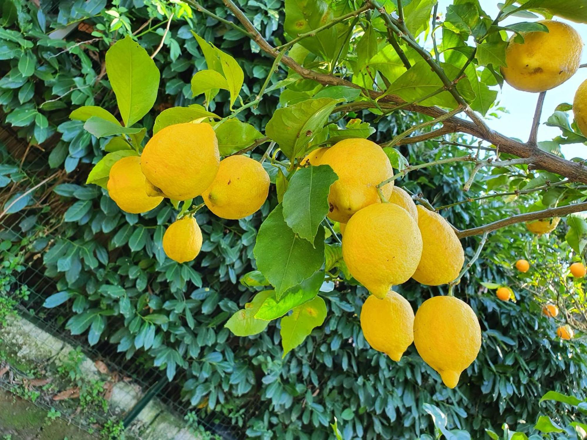 Casa Rosellina Sorrento别墅 外观 照片
