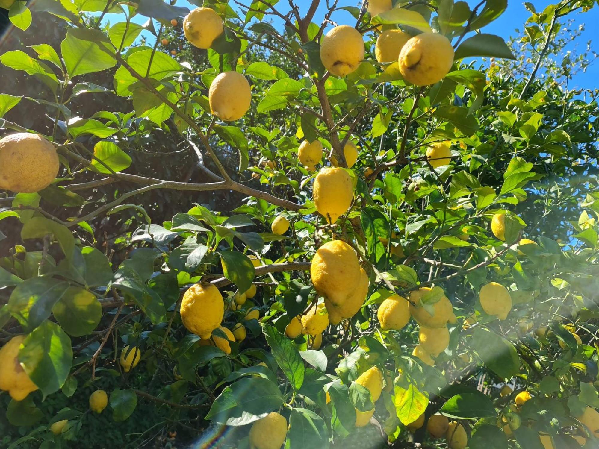 Casa Rosellina Sorrento别墅 外观 照片